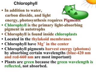 Chlorophyll
• In addition to water,
carbon dioxide, and light
energy, photosynthesis requires Pigments
• Chlorophyll is the primary light-absorbing
pigment in autotrophs
• Chlorophyll is found inside chloroplasts
• Located in the thylakoid membranes
• Chlorophyll have Mg+
in the center
• Chlorophyll pigments harvest energy (photons)
by absorbing certain wavelengths (blue-420 nm
and red-660 nm are most important)
• Plants are green because the green wavelength is
reflected, not absorbed.
 