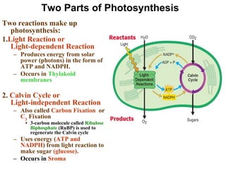 Two Parts of Photosynthesis
Two reactions make up
photosynthesis:
1.Light Reaction or
Light-dependent Reaction
– Produces energy from solar
power (photons) in the form of
ATP and NADPH.
– Occurs in Thylakoid
membranes
2. Calvin Cycle or
Light-independent Reaction
– Also called Carbon Fixation or
C3
Fixation
• 3-carbon molecule called Ribulose
Biphosphate (RuBP) is used to
regenerate the Calvin cycle
– Uses energy (ATP and
NADPH) from light reaction to
make sugar (glucose).
– Occurs in Sroma
 