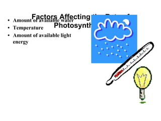 Factors Affecting the Rate of
Photosynthesis
• Amount of available water
• Temperature
• Amount of available light
energy
 
