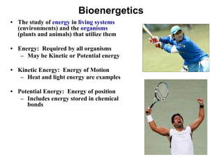 Bioenergetics
• The study of energy in living systems
(environments) and the organisms
(plants and animals) that utilize them
• Energy: Required by all organisms
– May be Kinetic or Potential energy
• Kinetic Energy: Energy of Motion
– Heat and light energy are examples
• Potential Energy: Energy of position
– Includes energy stored in chemical
bonds
 