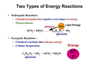 Two Types of Energy Reactions
• Endergonic Reactions:
– Chemical reaction that requires a net input of energy.
– Photosynthesis
6CO2
+ 6H2
O C6
H12
O6
+ 6O2
• Exergonic Reactions :
– Chemical reactions that releases energy
– Cellular Respiration
C6
H12
O6
+ 6O2
→ 6CO2
+ 6H2
O+
SUN
photons
Light Energy
(glucose)
AT
P
(glucose)
Energy
 