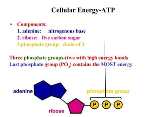 Cellular Energy-ATP
• Components:
1. adenine: nitrogenous base
2. ribose: five carbon sugar
3.phosphate group: chain of 3
Three phosphate groups-(two with high energy bonds
Last phosphate group (PO4
) contains the MOST energy
ribose
adenine
P P P
phosphate group
 