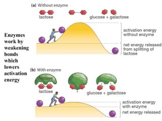 Enzymes
work by
weakening
bonds
which
lowers
activation
energy
 