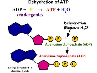Dehydration of ATP
ADP + P → ATP + H2
O
(endergonic)
P P P
Adenosine triphosphate (ATP)
P P P
+
Adenosine diphosphate (ADP)
Dehydration
(Remove H2
O
Energy is restored in
chemical bonds
 
