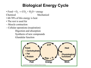 Biological Energy Cycle
• Food + O2
→ CO2
+ H2
O + energy
Chemical Mechanical
• 60-70% of this energy is heat
• The rest is used for
– Muscle contraction
– Cellular operations (respiration)
Digestion and absorption
Synthesis of new compounds
Glandular function
 