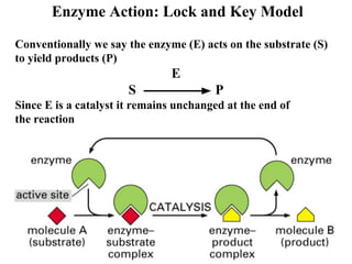 Enzyme Action: Lock and Key Model
Conventionally we say the enzyme (E) acts on the substrate (S)
to yield products (P)
E
S P
Since E is a catalyst it remains unchanged at the end of
the reaction
 