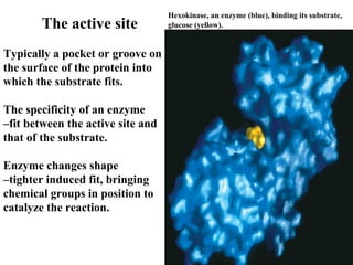 The active site
Typically a pocket or groove on
the surface of the protein into
which the substrate fits.
The specificity of an enzyme
–fit between the active site and
that of the substrate.
Enzyme changes shape
–tighter induced fit, bringing
chemical groups in position to
catalyze the reaction.
Hexokinase, an enzyme (blue), binding its substrate,
glucose (yellow).
 