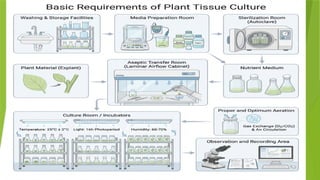 Plant Tissue Culture Techniques and Applications | PPTX