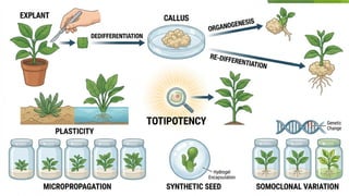 Plant Tissue Culture Techniques and Applications | PPTX