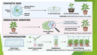 Plant Tissue Culture Techniques and Applications | PPTX