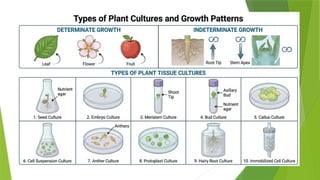 Plant Tissue Culture Techniques and Applications | PPTX