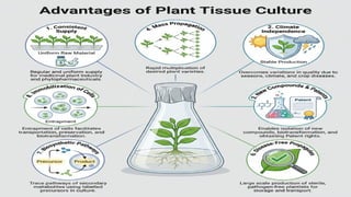 Plant Tissue Culture Techniques and Applications | PPTX
