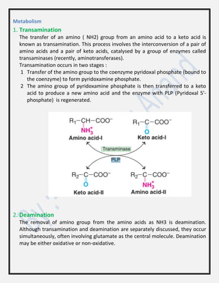 Metabolism
1. Transamination
The transfer of an amino ( NH2) group from an amino acid to a keto acid is
known as transamination. This process involves the interconversion of a pair of
amino acids and a pair of keto acids, catalysed by a group of enzymes called
transaminases (recently, aminotransferases).
Transamination occurs in two stages :
1 Transfer of the amino group to the coenzyme pyridoxal phosphate (bound to
the coenzyme) to form pyridoxamine phosphate.
2 The amino group of pyridoxamine phosphate is then transferred to a keto
acid to produce a new amino acid and the enzyme with PLP (Pyridoxal 5′-
phosphate) is regenerated.
2. Deamination
The removal of amino group from the amino acids as NH3 is deamination.
Although transamination and deamination are separately discussed, they occur
simultaneously, often involving glutamate as the central molecule. Deamination
may be either oxidative or non-oxidative.
 