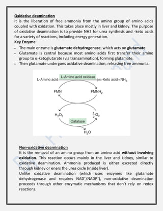 Oxidative deamination
It is the liberation of free ammonia from the amino group of amino acids
coupled with oxidation. This takes place mostly in liver and kidney. The purpose
of oxidative deamination is to provide NH3 for urea synthesis and -keto acids
for a variety of reactions, including energy generation.
Key Enzyme
 The main enzyme is glutamate dehydrogenase, which acts on glutamate.
 Glutamate is central because most amino acids first transfer their amino
group to α-ketoglutarate (via transamination), forming glutamate.
 Then glutamate undergoes oxidative deamination, releasing free ammonia.
Non-oxidative deamination
It is the removal of an amino group from an amino acid without involving
oxidation. This reaction occurs mainly in the liver and kidney, similar to
oxidative deamination. Ammonia produced is either excreted directly
through kidney or eners the urea cycle (inside liver).
Unlike oxidative deamination (which uses enzymes like glutamate
dehydrogenase and requires NAD⁺/NADP⁺), non-oxidative deamination
proceeds through other enzymatic mechanisms that don’t rely on redox
reactions.
 