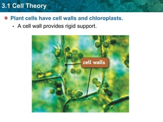Plant cells have cell walls and chloroplasts. A cell wall provides rigid support. 