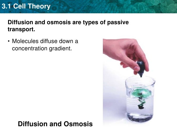 types of passive transport