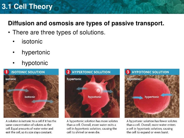 types of passive transport