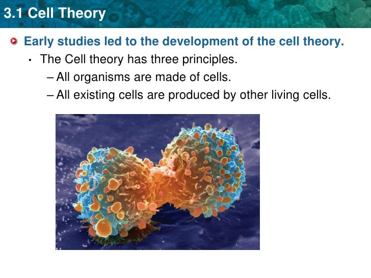 Unit 3 Cell Theory And Organelles