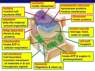 Unit 3 - Ch 7.3 Cell Organelles | PPSX