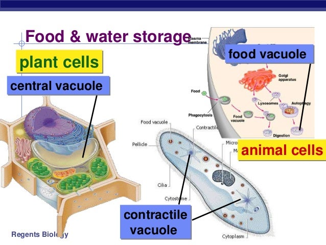 Unit 3 - Ch 7.3 Cell Organelles