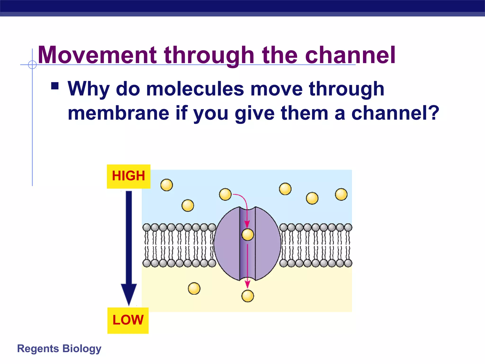 Movement through the channel 
 Why do molecules move through 
membrane if you give them a channel? 
Regents Biology 
? 
HIGH 
? 
LOW 
 