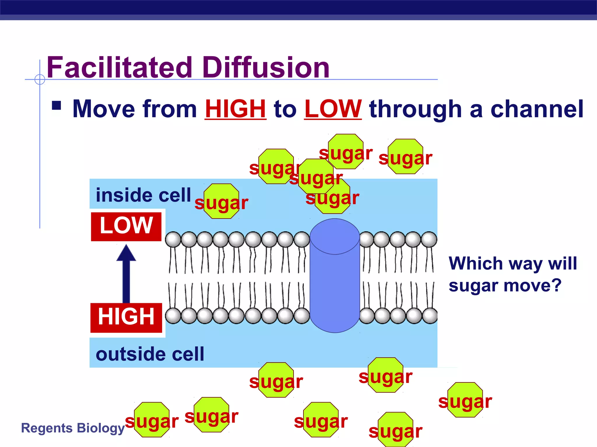 Facilitated Diffusion 
 Move from HIGH to LOW through a channel 
inside cell 
outside cell 
Regents Biology 
sugar sugar 
sugar 
sugar 
sugar 
sugar 
sugar 
sugar 
sugar 
sugar sugar 
Which way will 
sugar move? 
sugar 
sugar 
LOW 
HIGH 
 