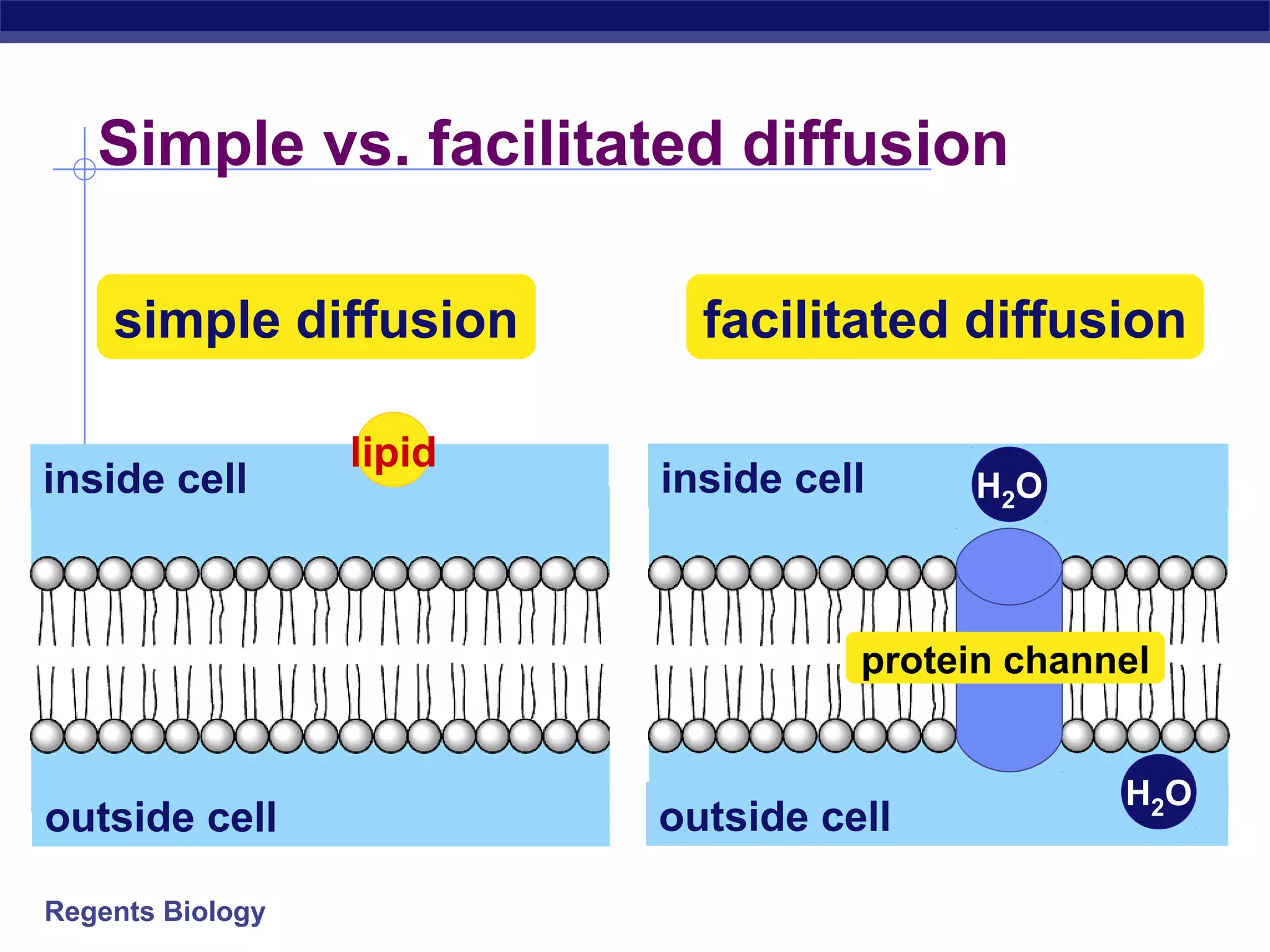 Simple vs. facilitated diffusion 
simple diffusion facilitated diffusion 
inside cell 
outside cell 
Regents Biology 
lipid inside cell 
protein channel 
outside cell 
H2O 
H2O 
 
