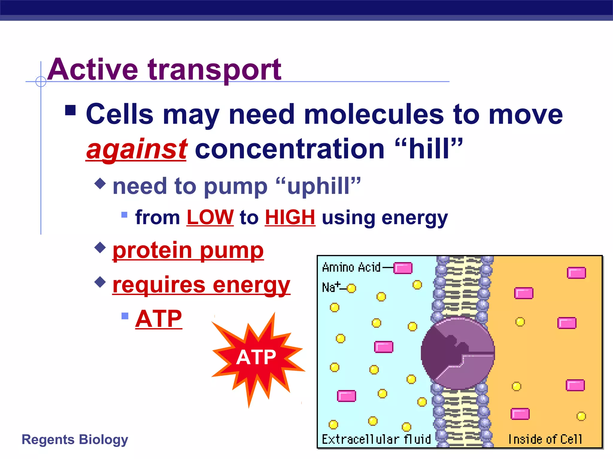 Active transport 
 Cells may need molecules to move 
against concentration “hill” 
 need to pump “uphill” 
 from LOW to HIGH using energy 
 protein pump 
 requires energy 
 ATP 
Regents Biology 
ATP 
 