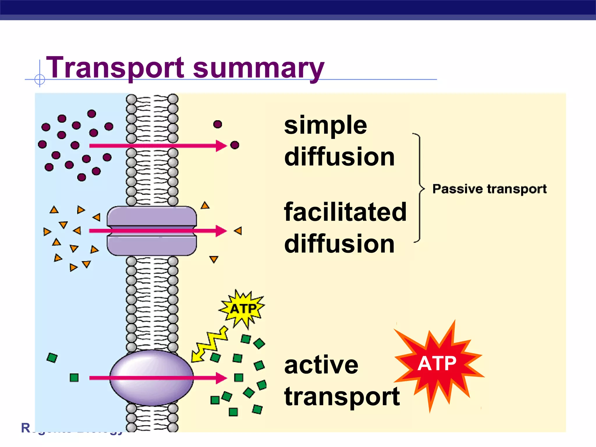 Transport summary 
Regents Biology 
simple 
diffusion 
facilitated 
diffusion 
active 
transport 
ATP 
 
