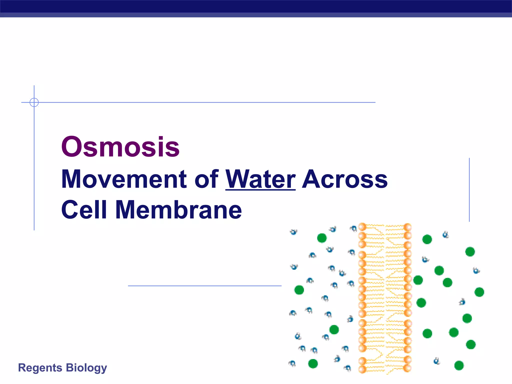 Osmosis 
Movement of Water Across 
Cell Membrane 
Regents Biology 
 