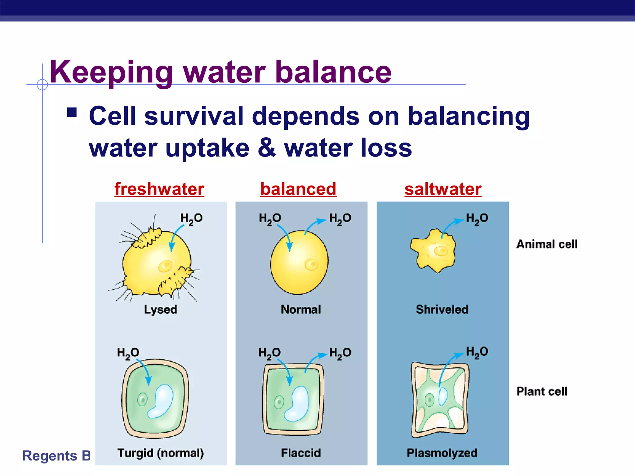 Keeping water balance 
 Cell survival depends on balancing 
water uptake & water loss 
freshwater balanced saltwater 
Regents Biology 
 