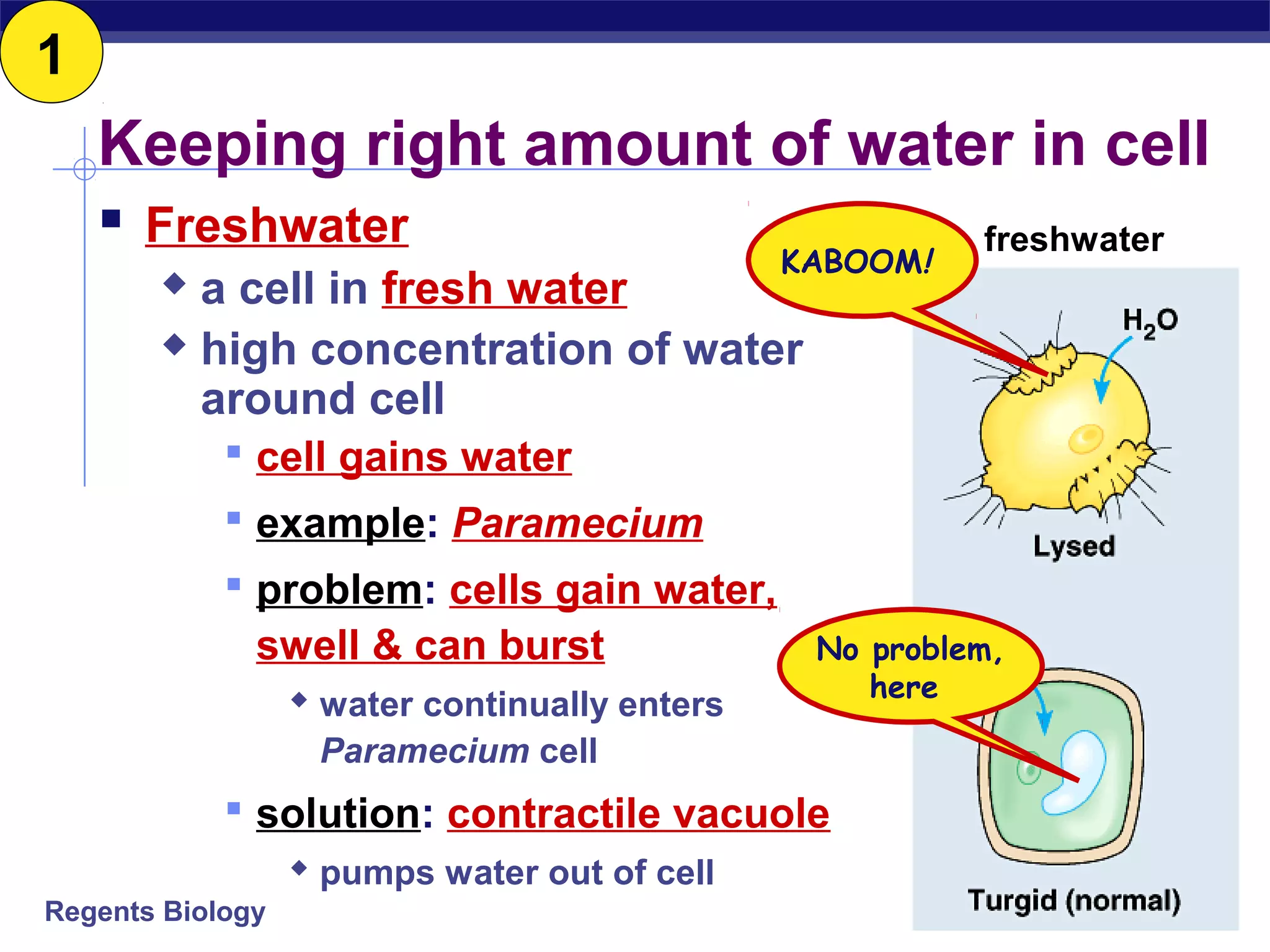 Keeping right amount of water in cell 
 Freshwater 
KABOOM! 
 a cell in fresh water 
 high concentration of water 
around cell 
 cell gains water 
 example: Paramecium 
 problem: cells gain water, 
swell & can burst 
Regents Biology 
 water continually enters 
Paramecium cell 
 solution: contractile vacuole 
 pumps water out of cell 
freshwater 
No problem, 
here 
1 
 