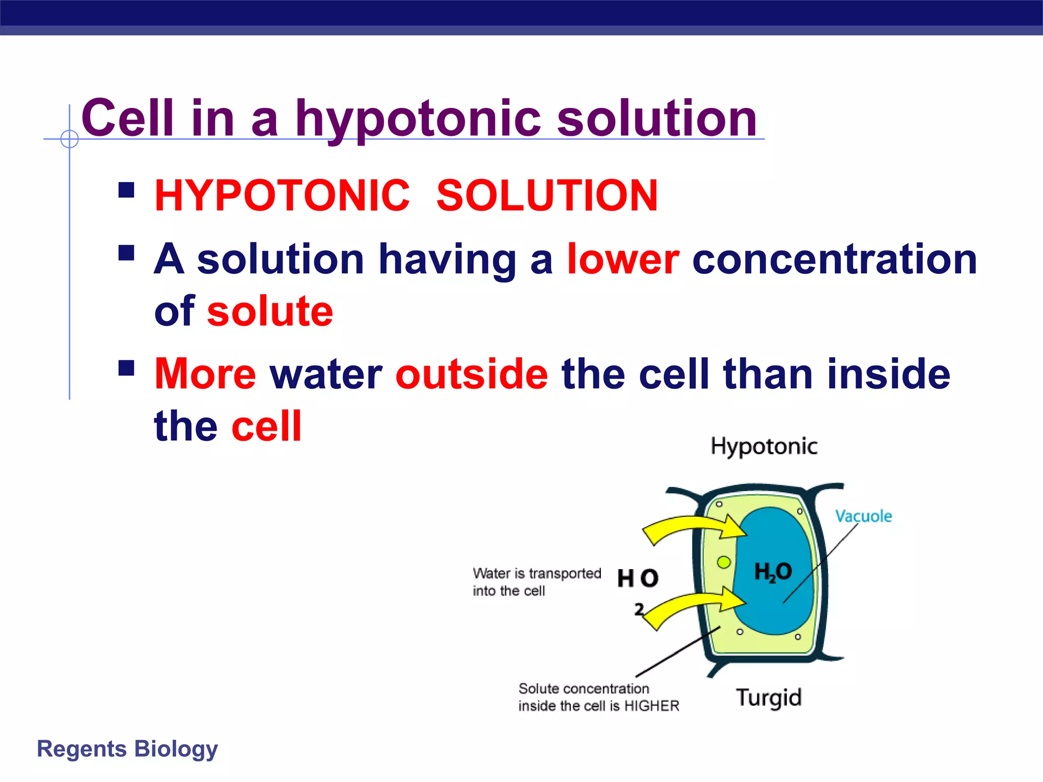 Cell in a hypotonic solution 
 HYPOTONIC SOLUTION 
 A solution having a lower concentration 
of solute 
 More water outside the cell than inside 
the cell 
Regents Biology 
 