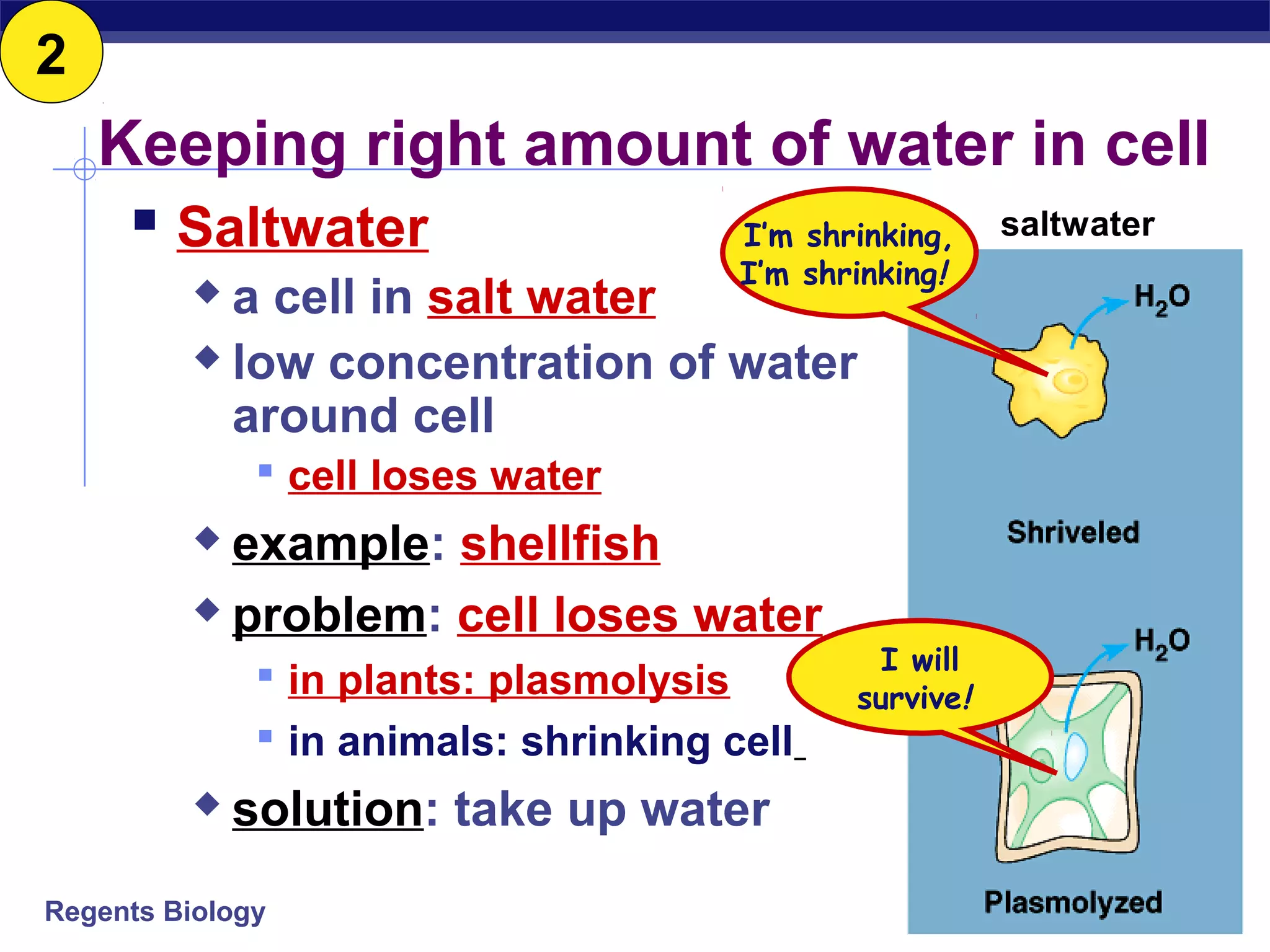 Keeping right amount of water in cell 
 Saltwater 
I’m shrinking, 
I’m shrinking! 
 a cell in salt water 
 low concentration of water 
around cell 
 cell loses water 
 example: shellfish 
 problem: cell loses water 
 in plants: plasmolysis 
 in animals: shrinking cell 
 solution: take up water 
Regents Biology 
saltwater 
I will 
survive! 
2 
 