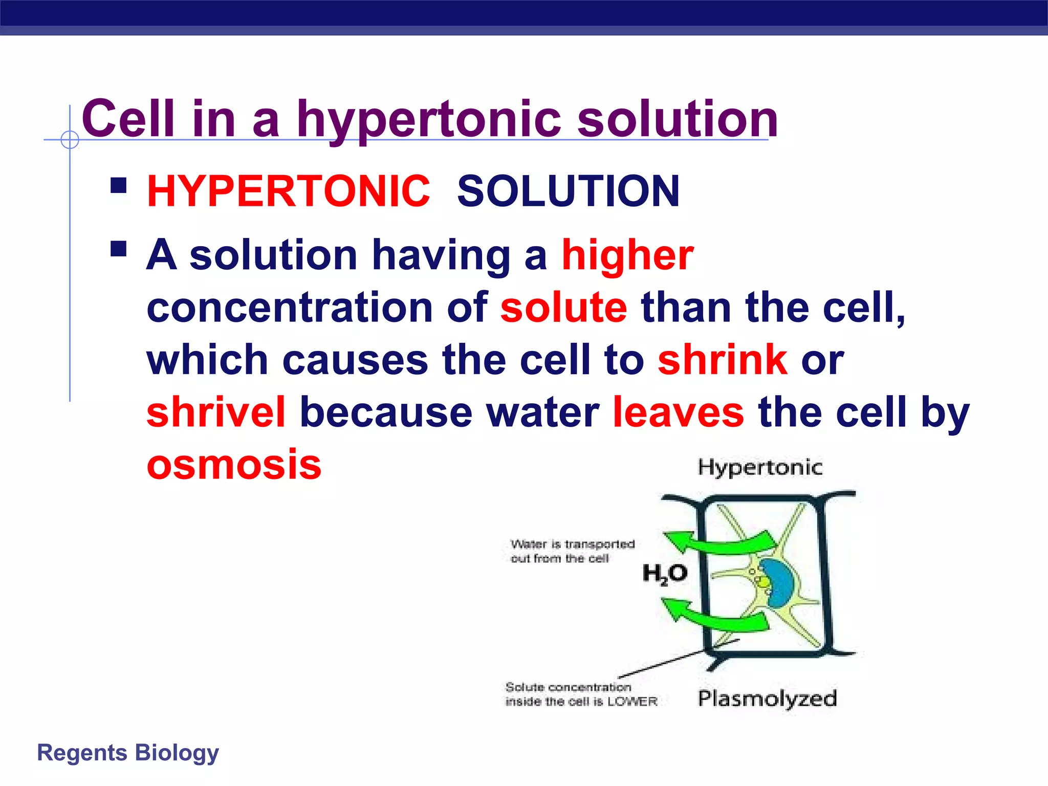 Cell in a hypertonic solution 
 HYPERTONIC SOLUTION 
 A solution having a higher 
concentration of solute than the cell, 
which causes the cell to shrink or 
shrivel because water leaves the cell by 
osmosis 
Regents Biology 
 