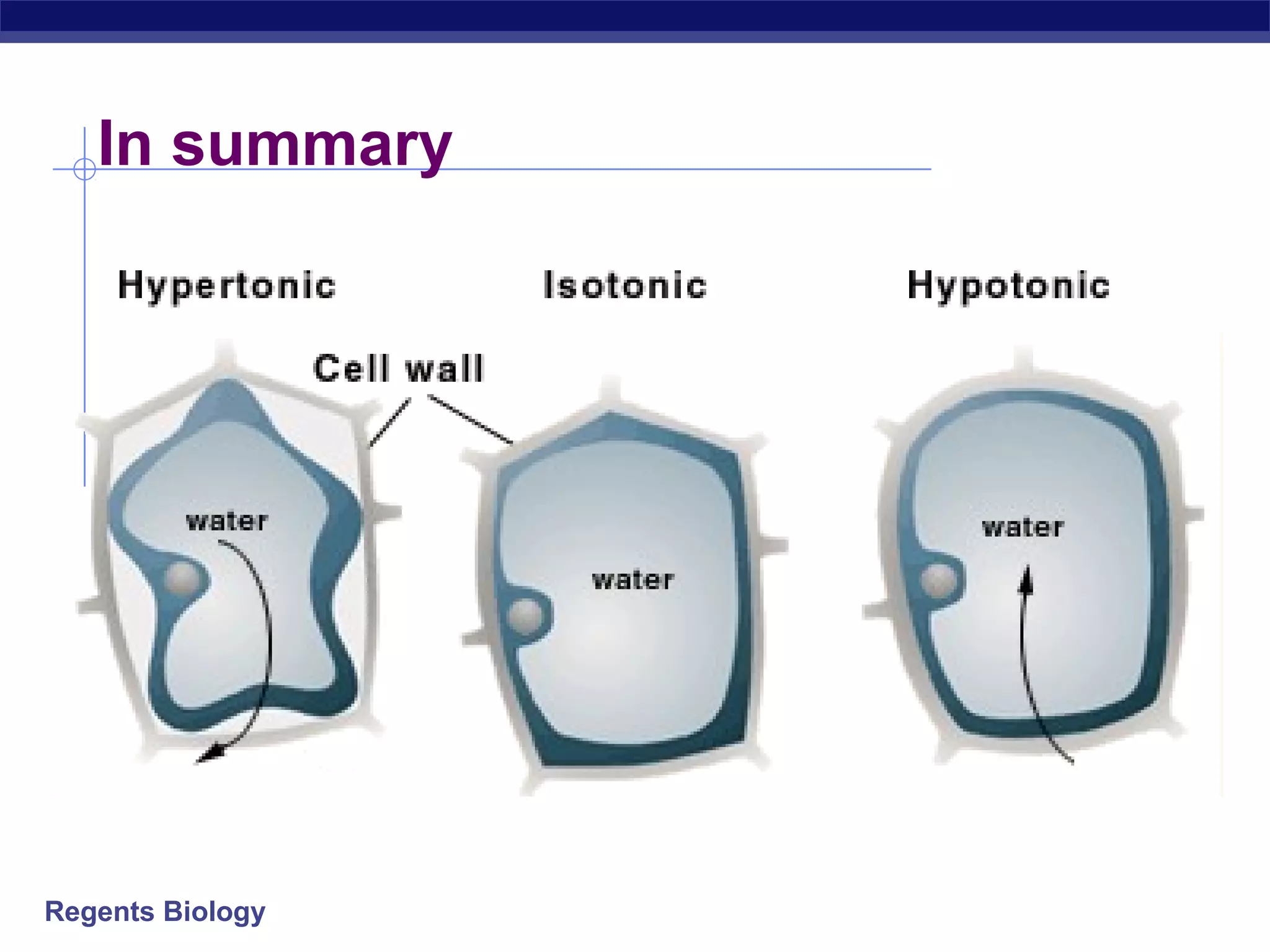 In summary 
Regents Biology 

