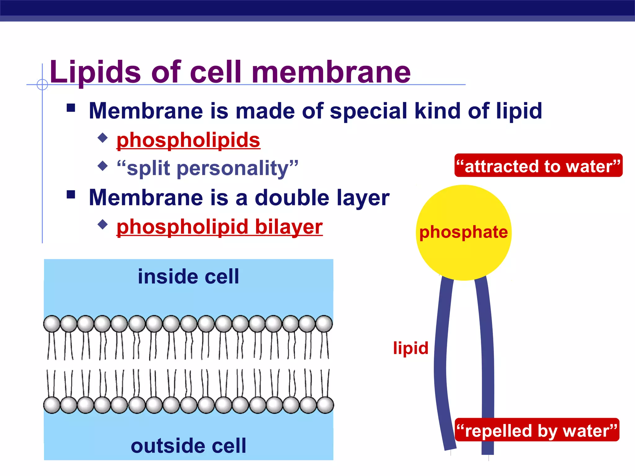 Lipids of cell membrane 
 Membrane is made of special kind of lipid 
 phospholipids 
 “split personality” 
 Membrane is a double layer 
 phospholipid bilayer 
Regents Biology 
inside cell 
outside cell 
phosphate 
lipid 
“attracted to water” 
“repelled by water” 
 