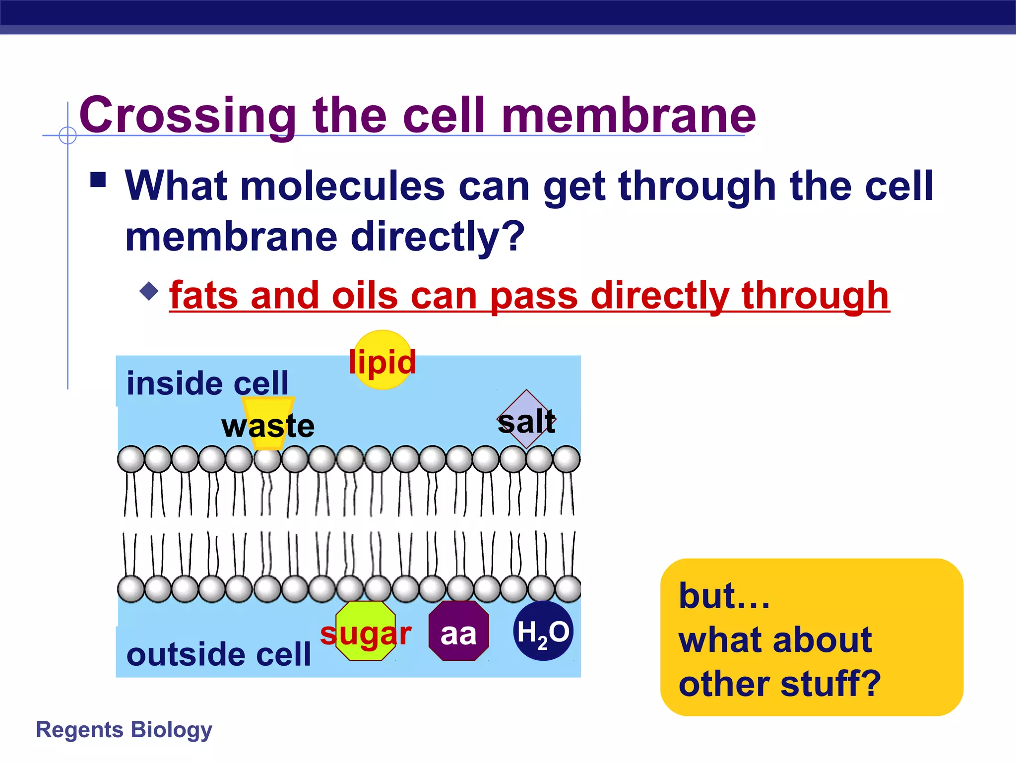 Crossing the cell membrane 
 What molecules can get through the cell 
membrane directly? 
 fats and oils can pass directly through 
inside cell 
outside cell 
Regents Biology 
lipid 
salt 
sugar aa H2O 
waste 
but… 
what about 
other stuff? 
 