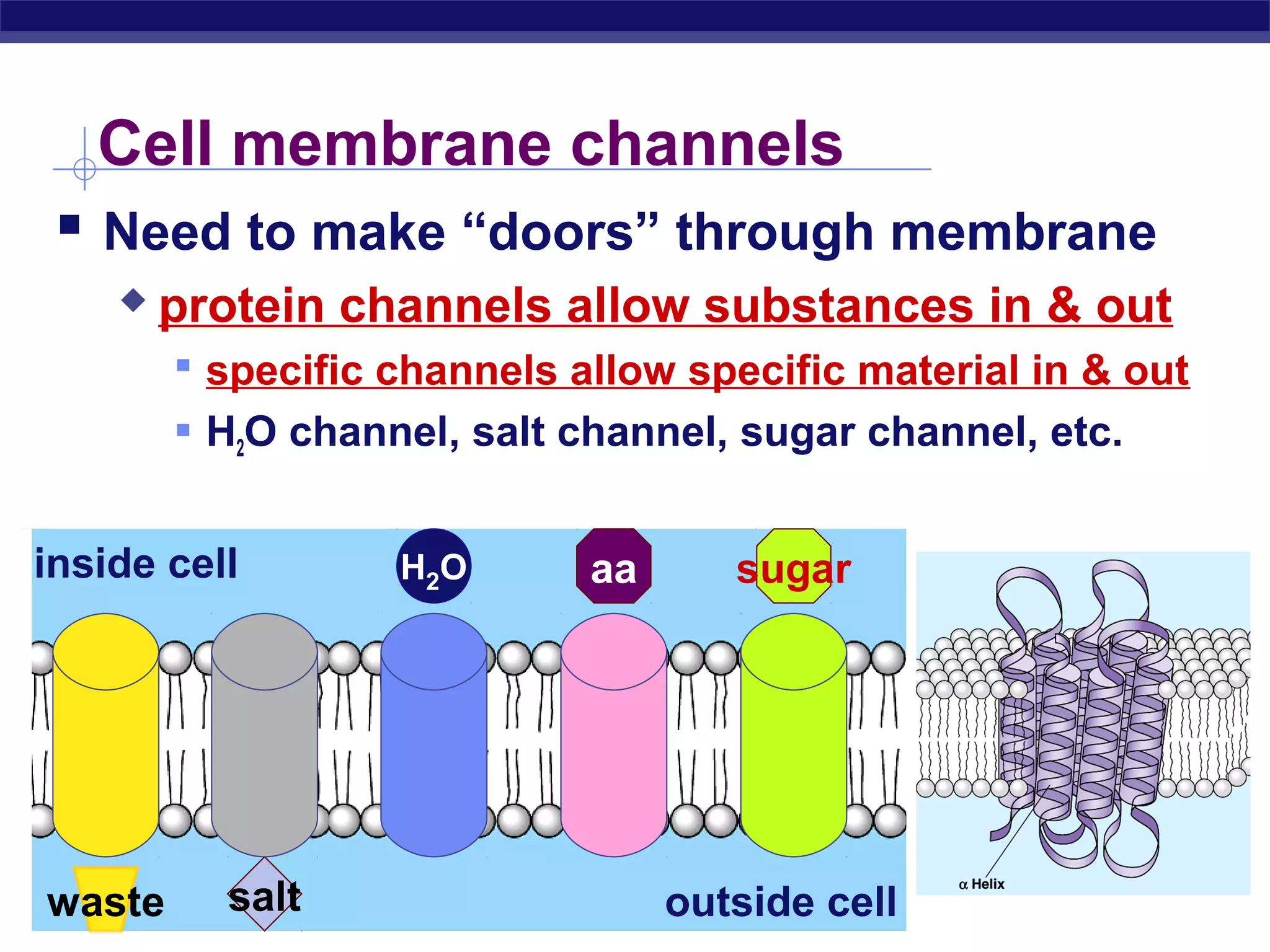 Cell membrane channels 
 Need to make “doors” through membrane 
 protein channels allow substances in & out 
 specific channels allow specific material in & out 
 H2O channel, salt channel, sugar channel, etc. 
inside cell 
Regents Biology 
H2O aa sugar 
outside cell 
waste salt 
 