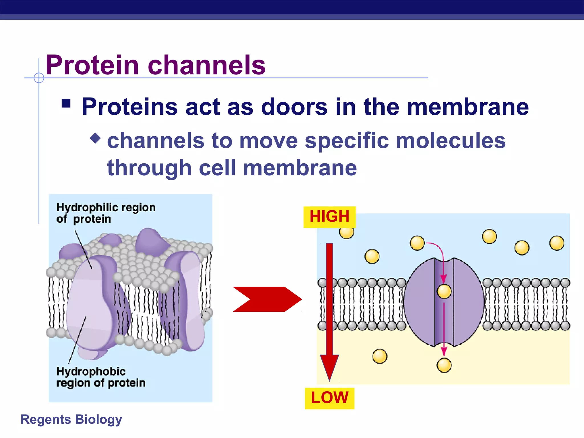 Protein channels 
 Proteins act as doors in the membrane 
 channels to move specific molecules 
through cell membrane 
Regents Biology 
HIGH 
LOW 
 