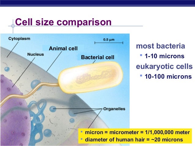 unit 3 ch 7 3 cell organelles bacteria cell size