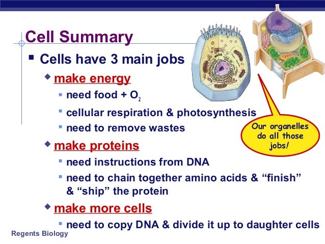 Unit 3 ch 7.3 cell organelles