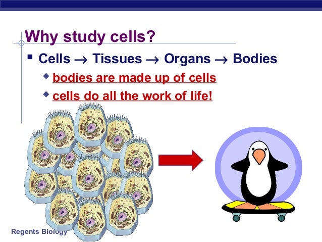 Unit 3 ch 7.3 cell organelles