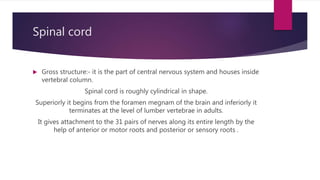 Central Nervous system CNS | PPTX