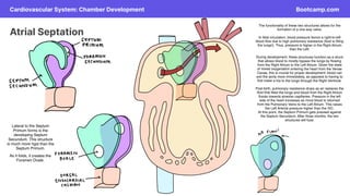 Unit 3 - Final.pdf embryology usmle bootcamp | PDF