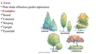 2. Form
• Plant shape influences garden appearance.
• Examples:
Round
Columnar
Weeping
Upright
Pyramidal
 