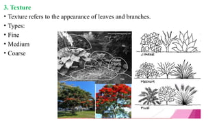 3. Texture
• Texture refers to the appearance of leaves and branches.
• Types:
• Fine
• Medium
• Coarse
 
