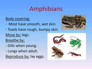 Amphibians Body Coverings
