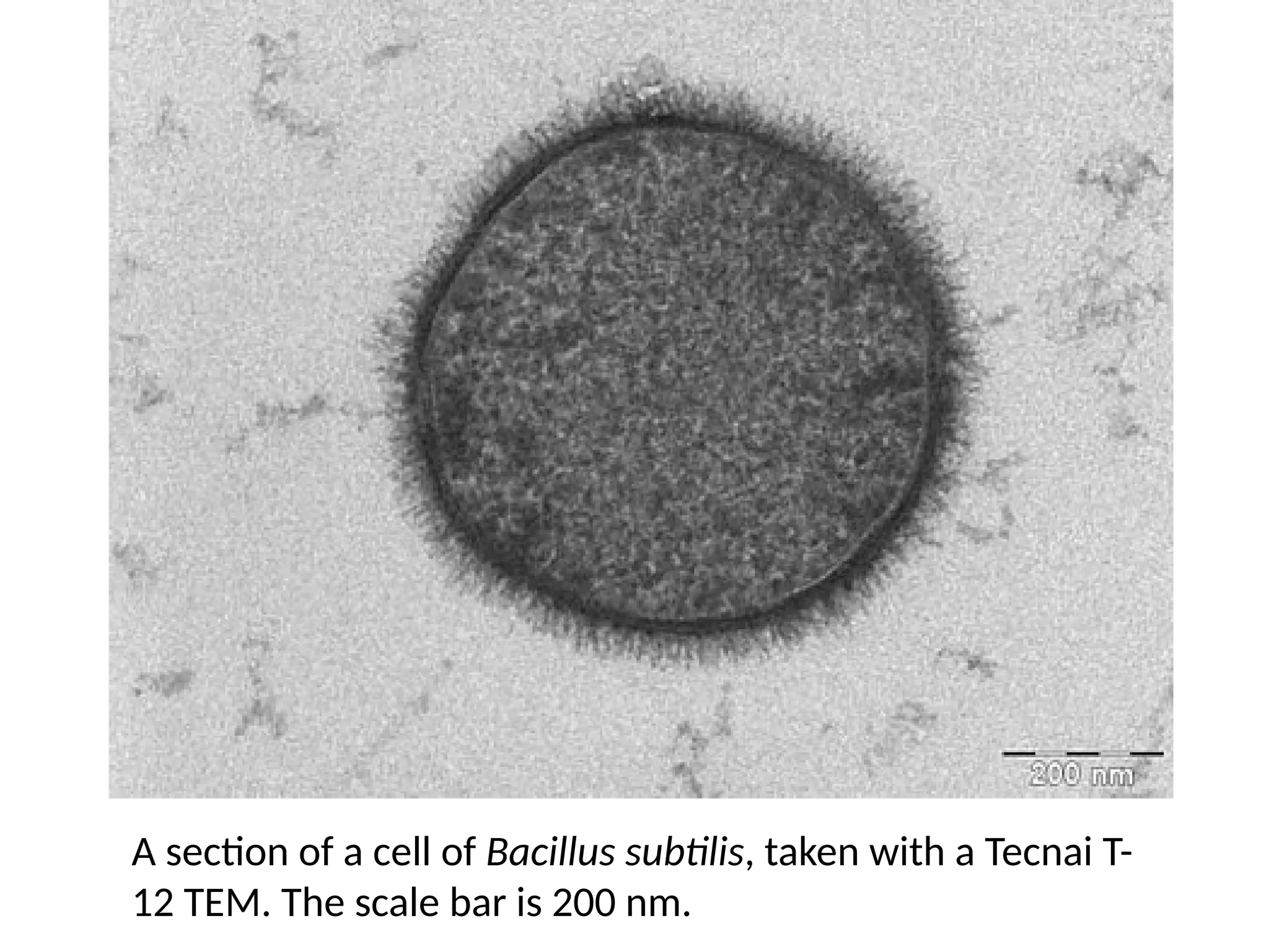 A section of a cell of Bacillus subtilis, taken with a Tecnai T-
12 TEM. The scale bar is 200 nm.
 