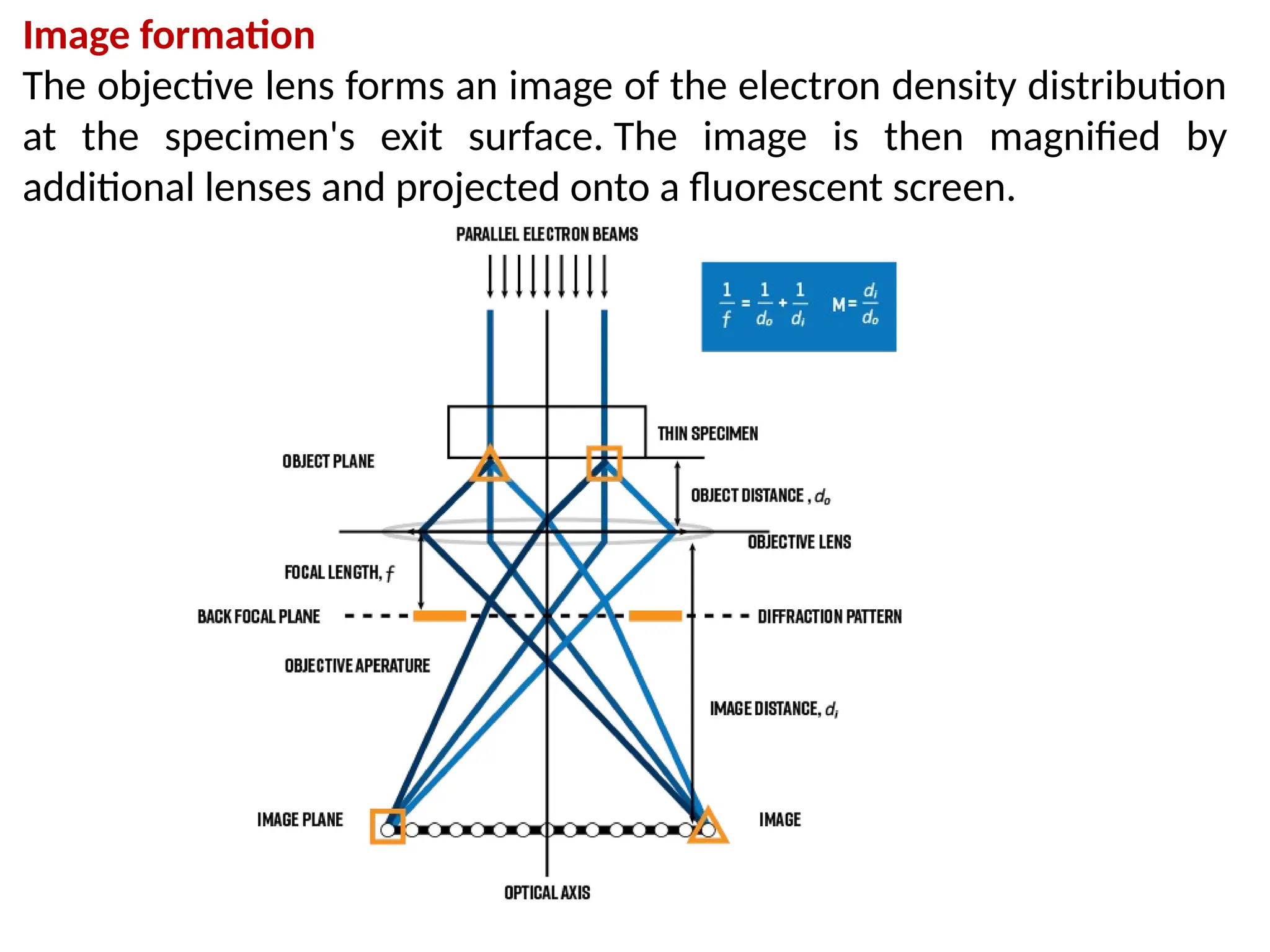 Image formation
The objective lens forms an image of the electron density distribution
at the specimen's exit surface. The image is then magnified by
additional lenses and projected onto a fluorescent screen.
 